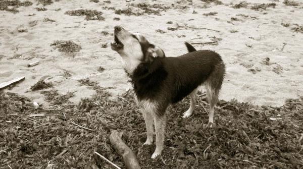 /images/uploads/juneau animal rescue/alaskapets2020/entries/15035thumb.jpg